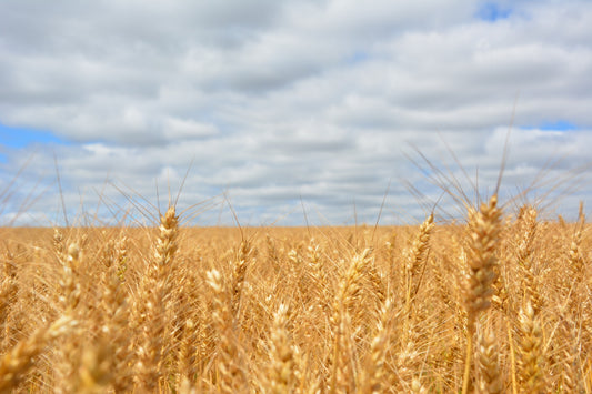 What is the Significance of Vaisakhi and How is it Celebrated?